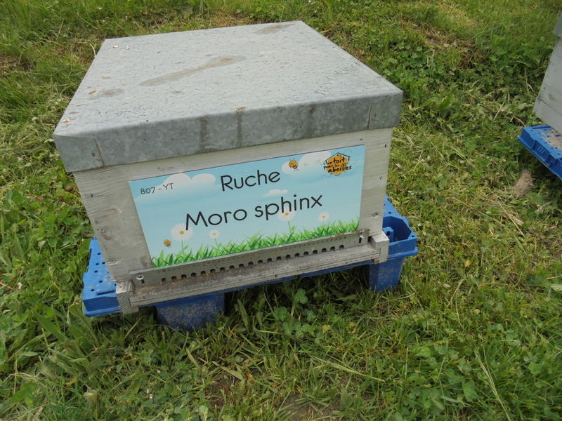La ruche Moro sphinx