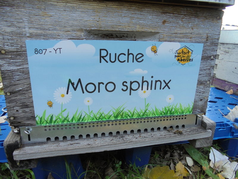 La ruche Moro sphinx