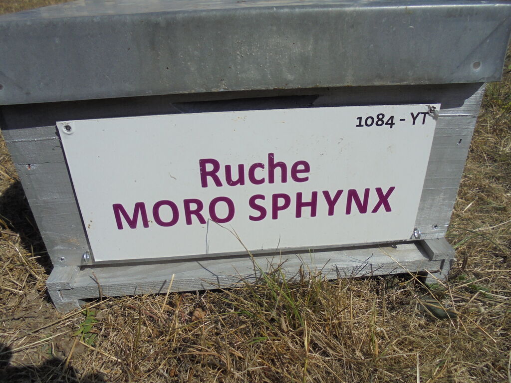 La ruche Moro sphinx