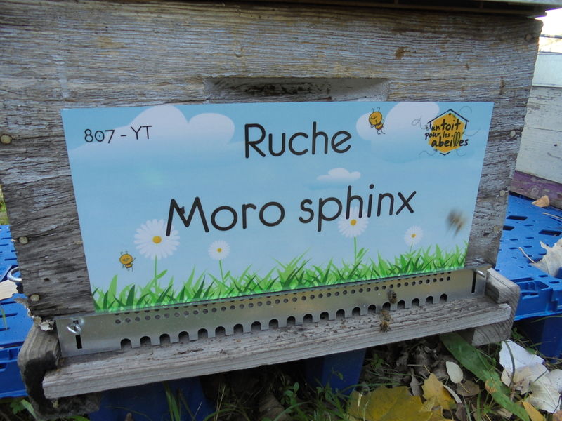 La ruche Moro sphinx
