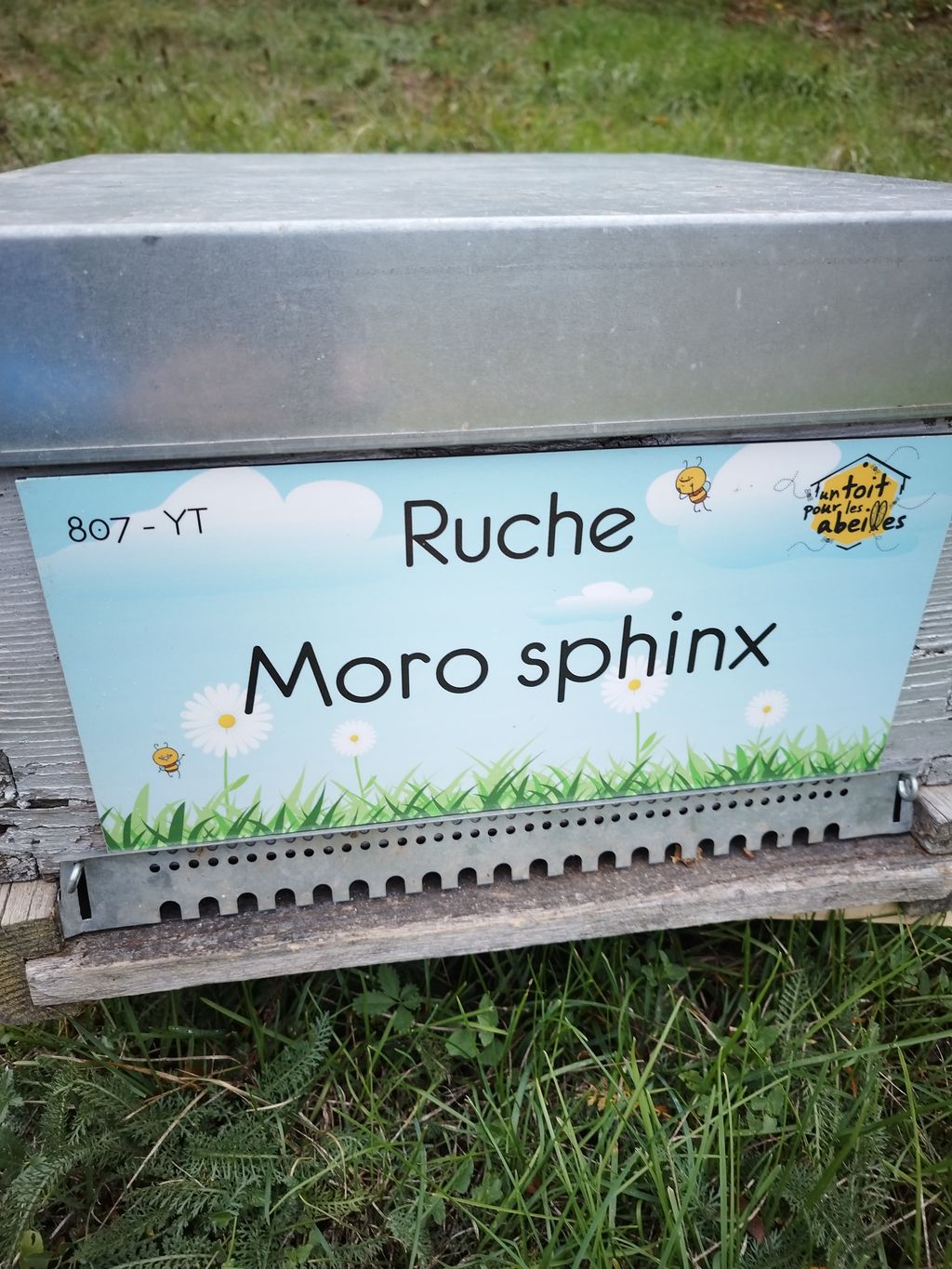 La ruche Moro sphinx
