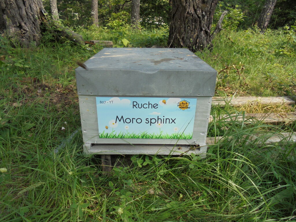 La ruche Moro sphinx