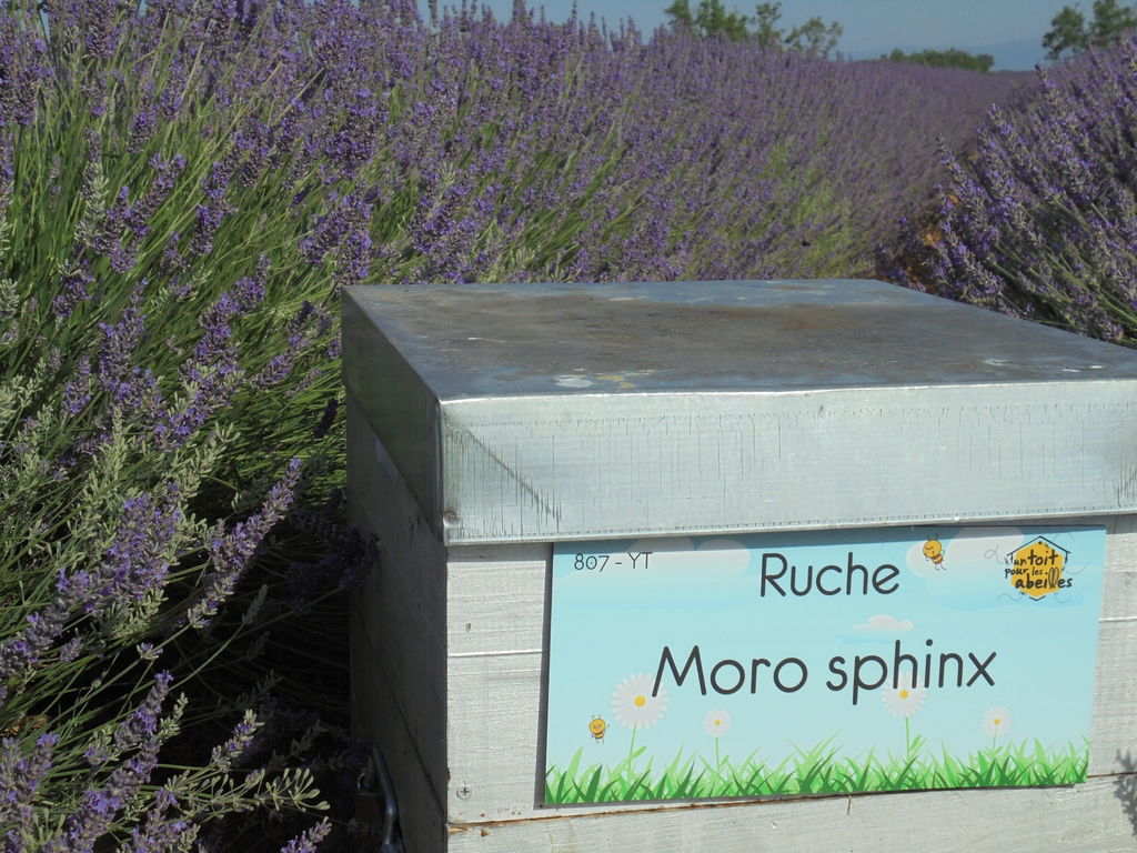 La ruche Moro sphinx