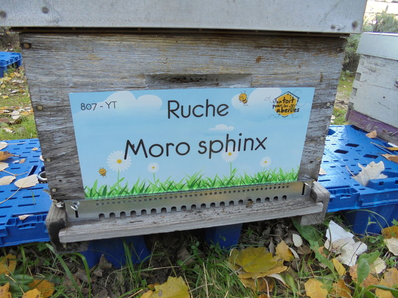 La ruche Moro sphinx