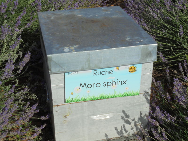 La ruche Moro sphinx