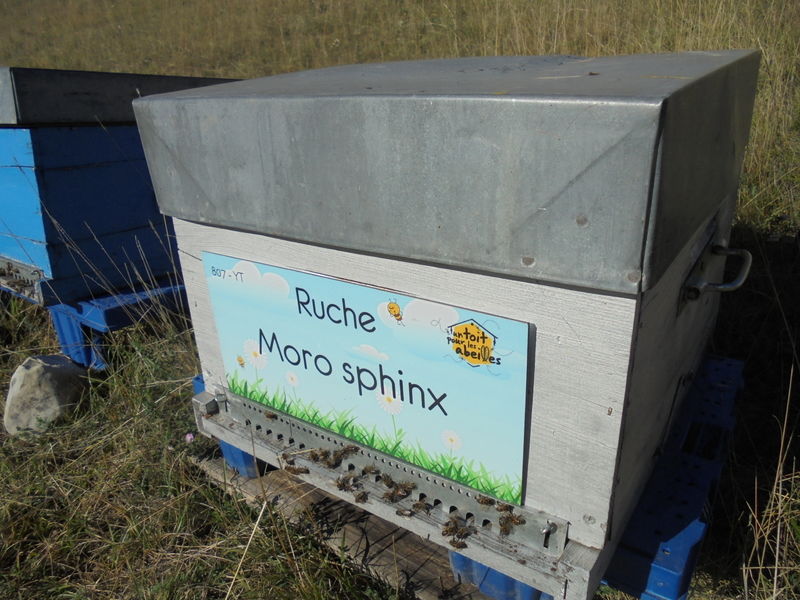 La ruche Moro sphinx