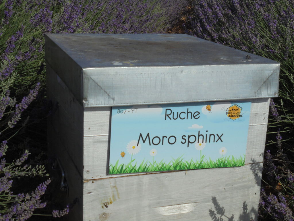 La ruche Moro sphinx