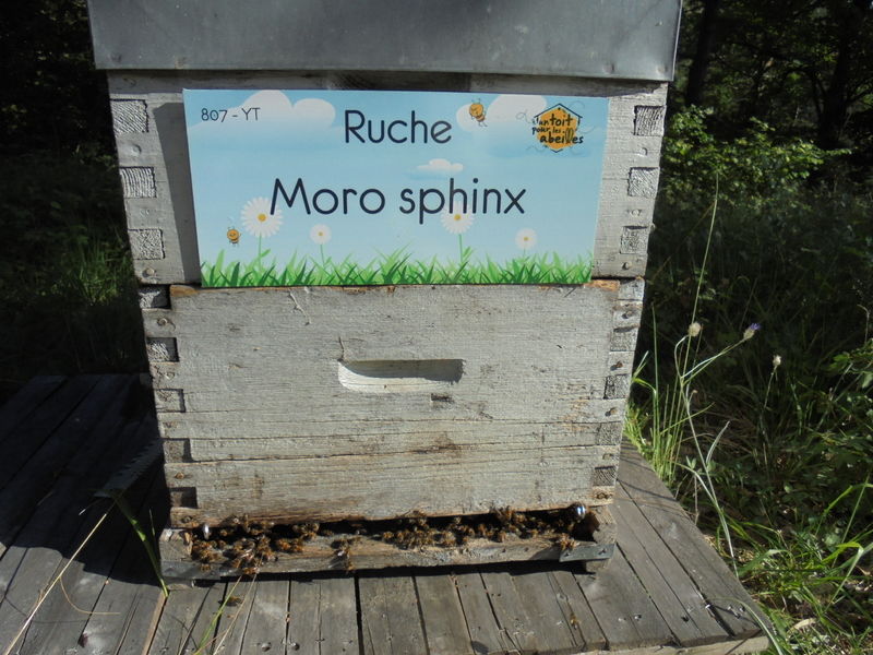 La ruche Moro sphinx