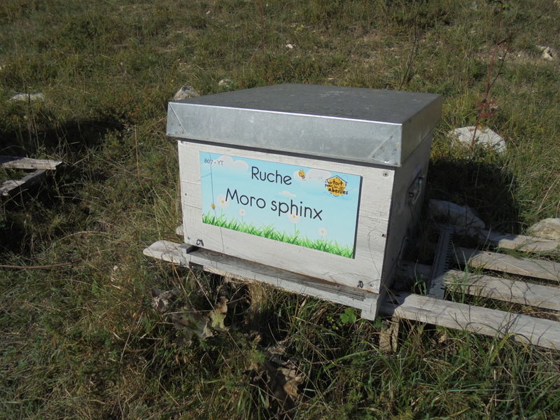 La ruche Moro sphinx