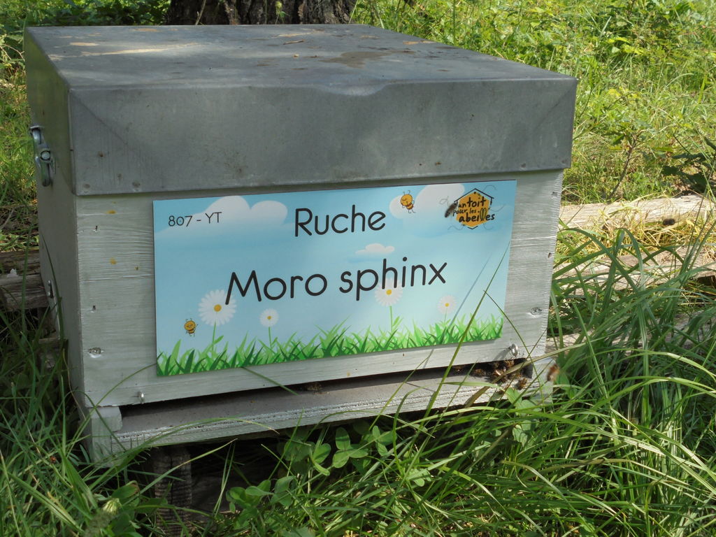 La ruche Moro sphinx