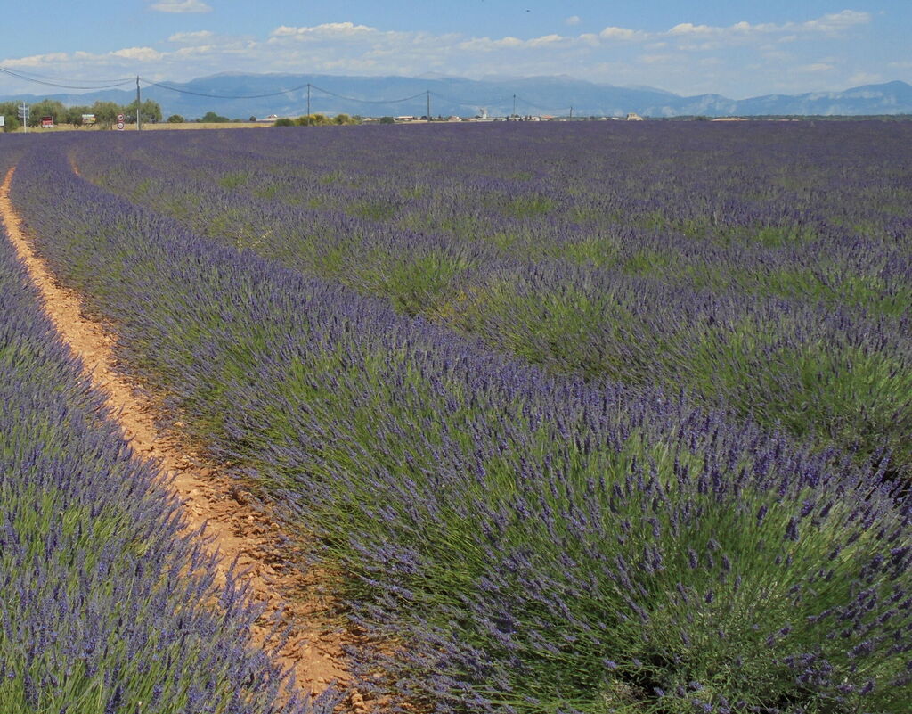 La ruche Moro sphinx