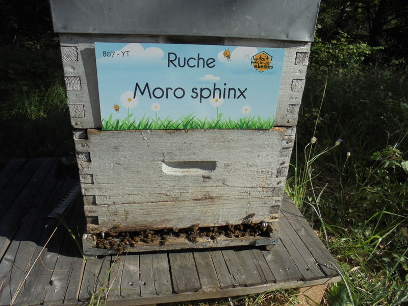 La ruche Moro sphinx