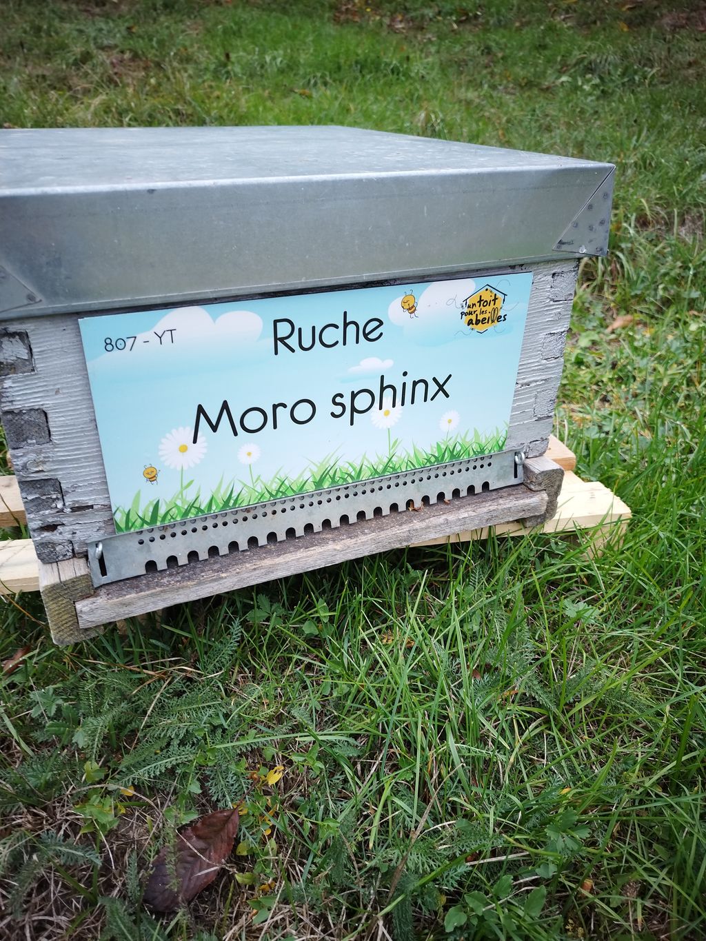 La ruche Moro sphinx