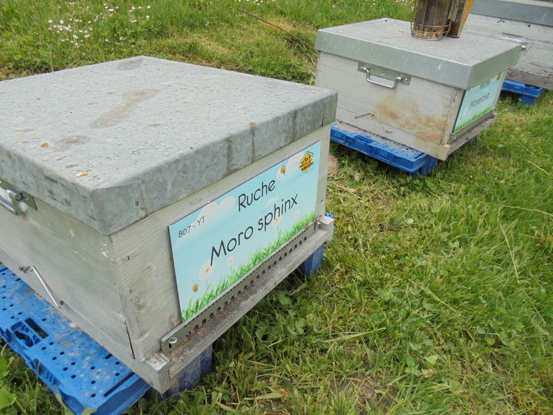 La ruche Moro sphinx