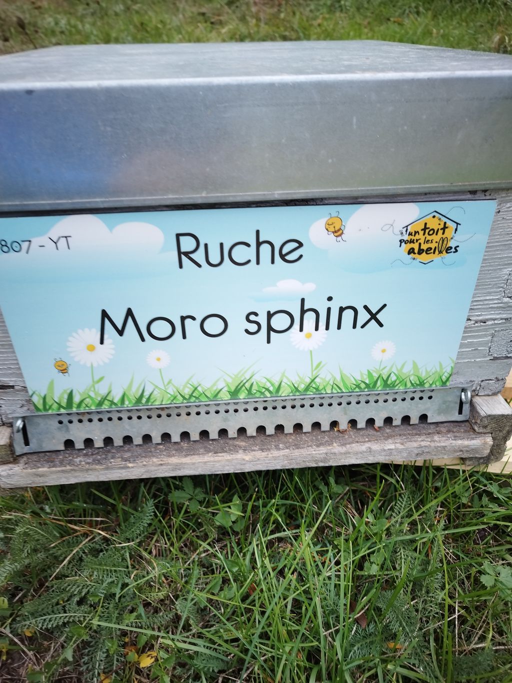 La ruche Moro sphinx