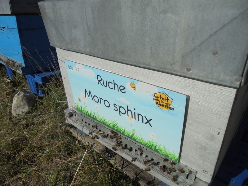 La ruche Moro sphinx