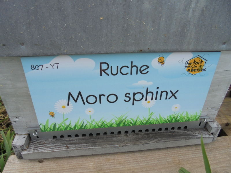 La ruche Moro sphinx