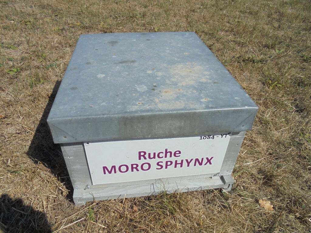 La ruche Moro sphinx