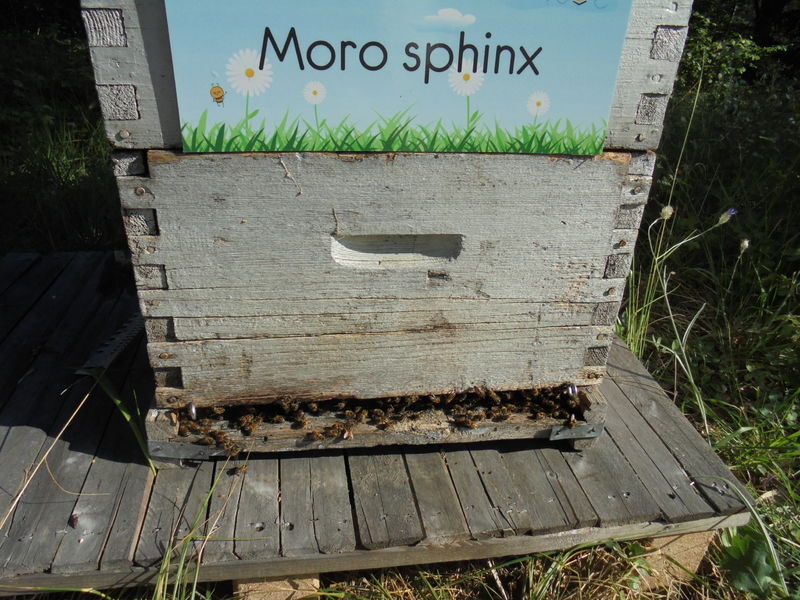 La ruche Moro sphinx