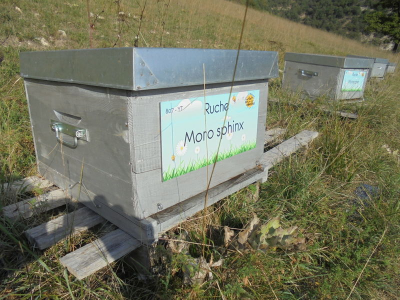 La ruche Moro sphinx