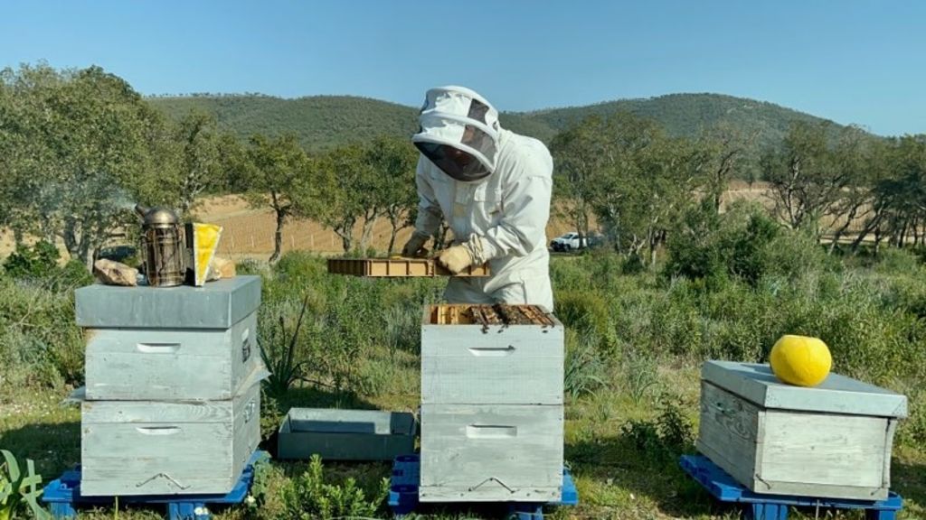 La ruche Moro sphinx