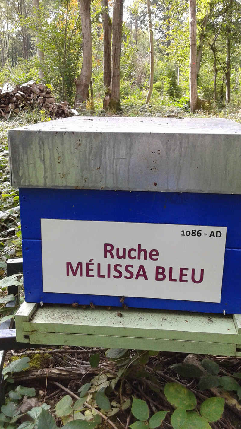 La ruche Mélissa bleu
