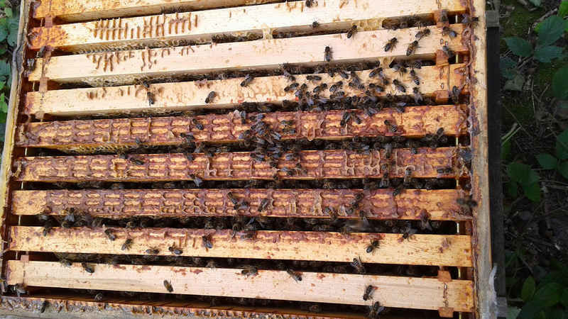 La ruche Mélissa bleu