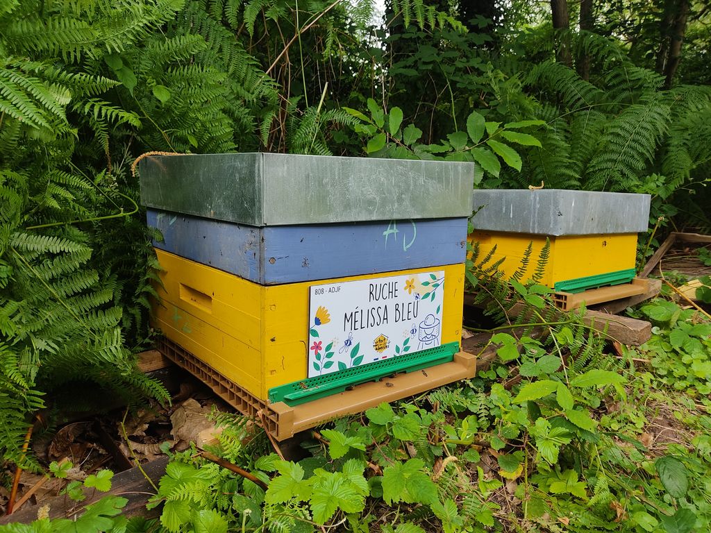 La ruche Mélissa bleu