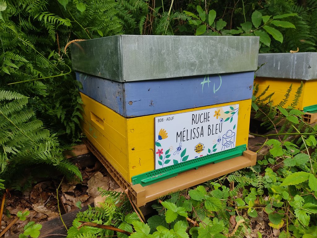 La ruche Mélissa bleu