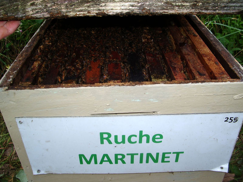 La ruche Martinet