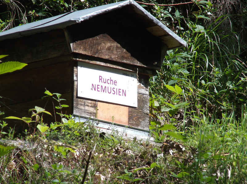 La ruche Nemusien