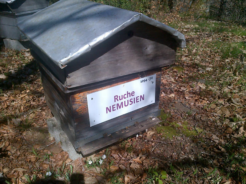 La ruche Nemusien