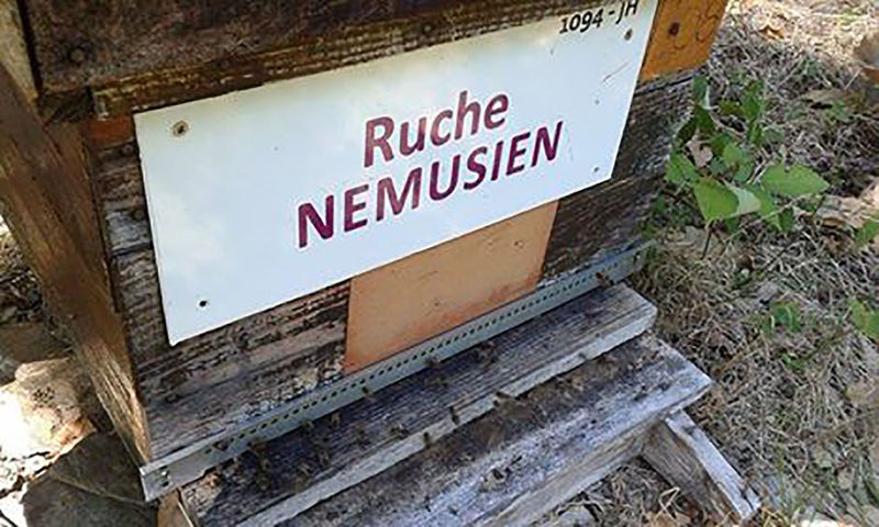 La ruche Nemusien