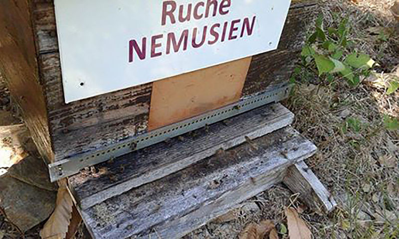 La ruche Nemusien