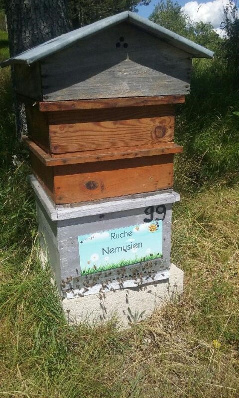 La ruche Nemusien
