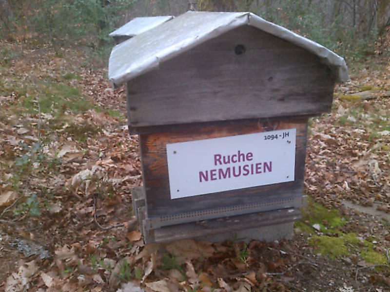 La ruche Nemusien