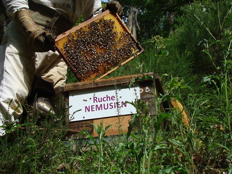La ruche Nemusien