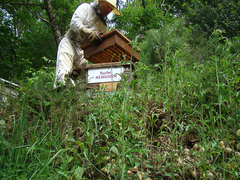 La ruche Nemusien