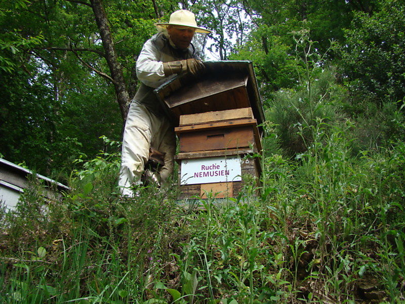La ruche Nemusien