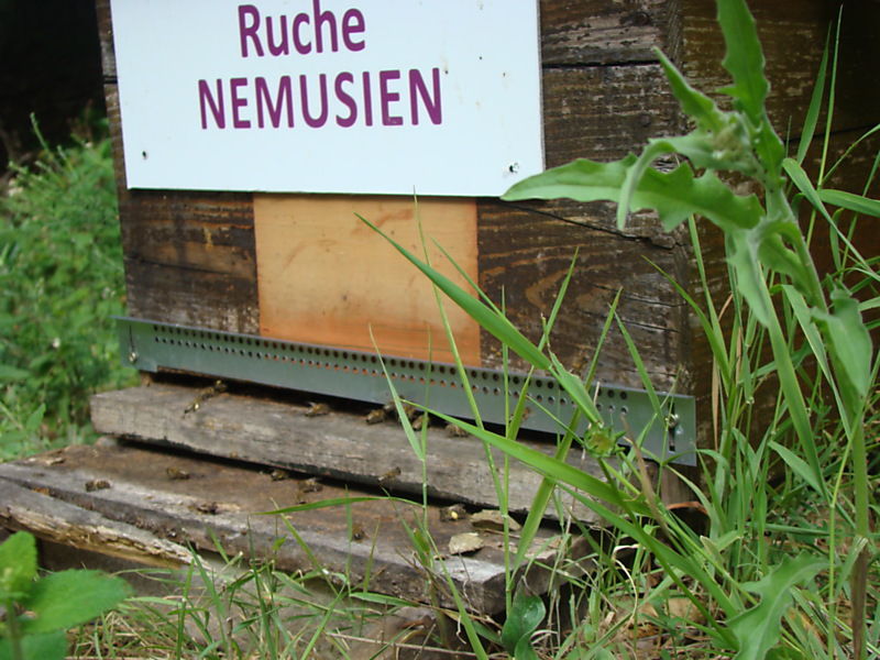 La ruche Nemusien