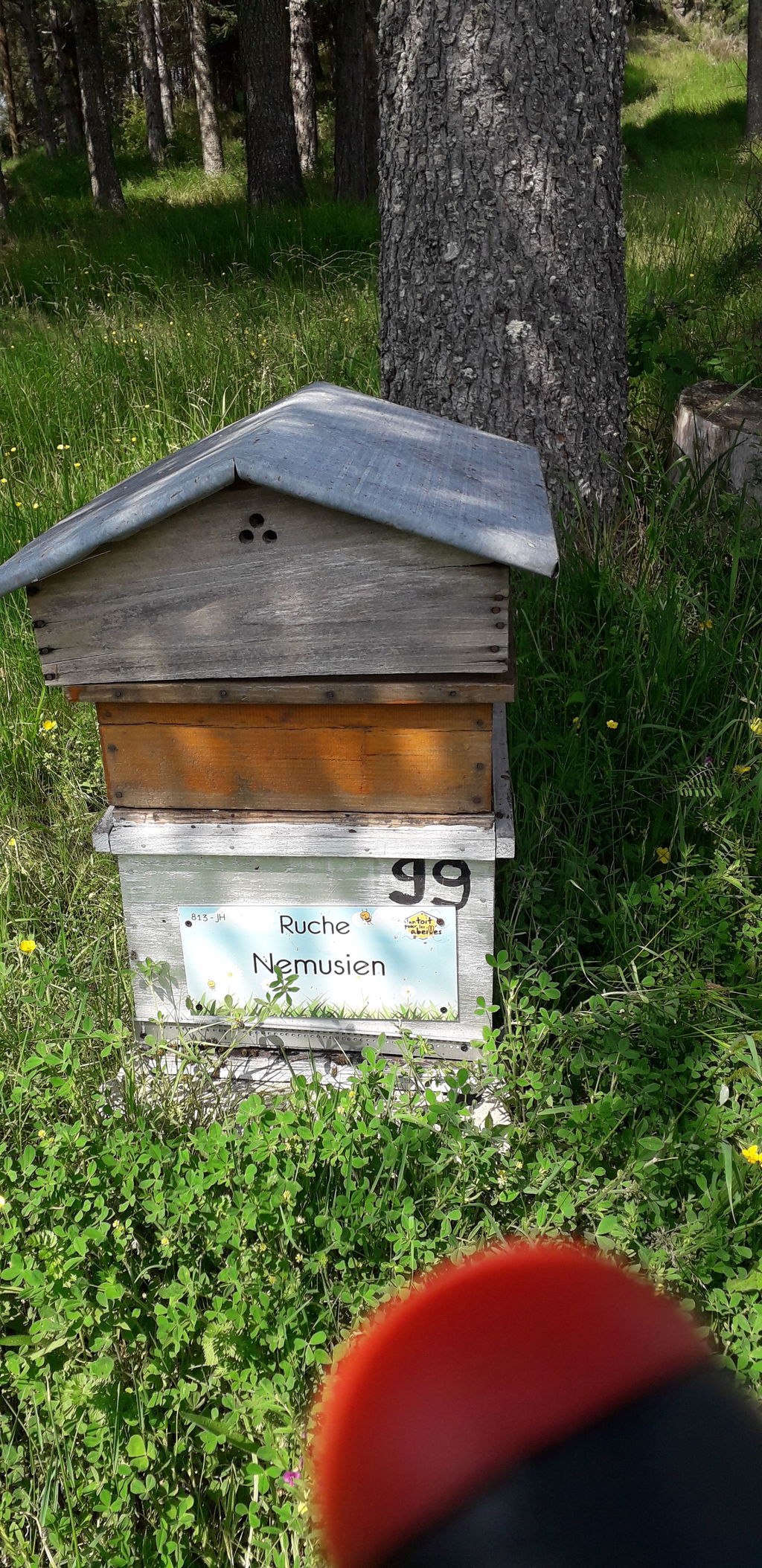 La ruche Nemusien