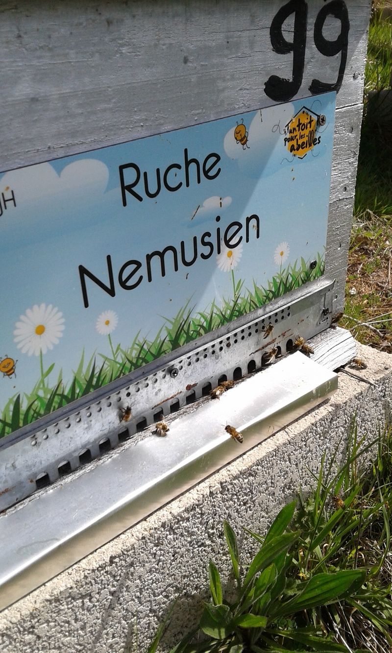 La ruche Nemusien