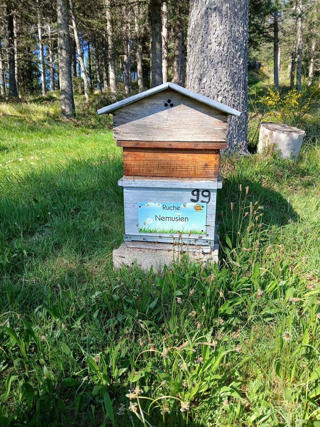 La ruche Nemusien