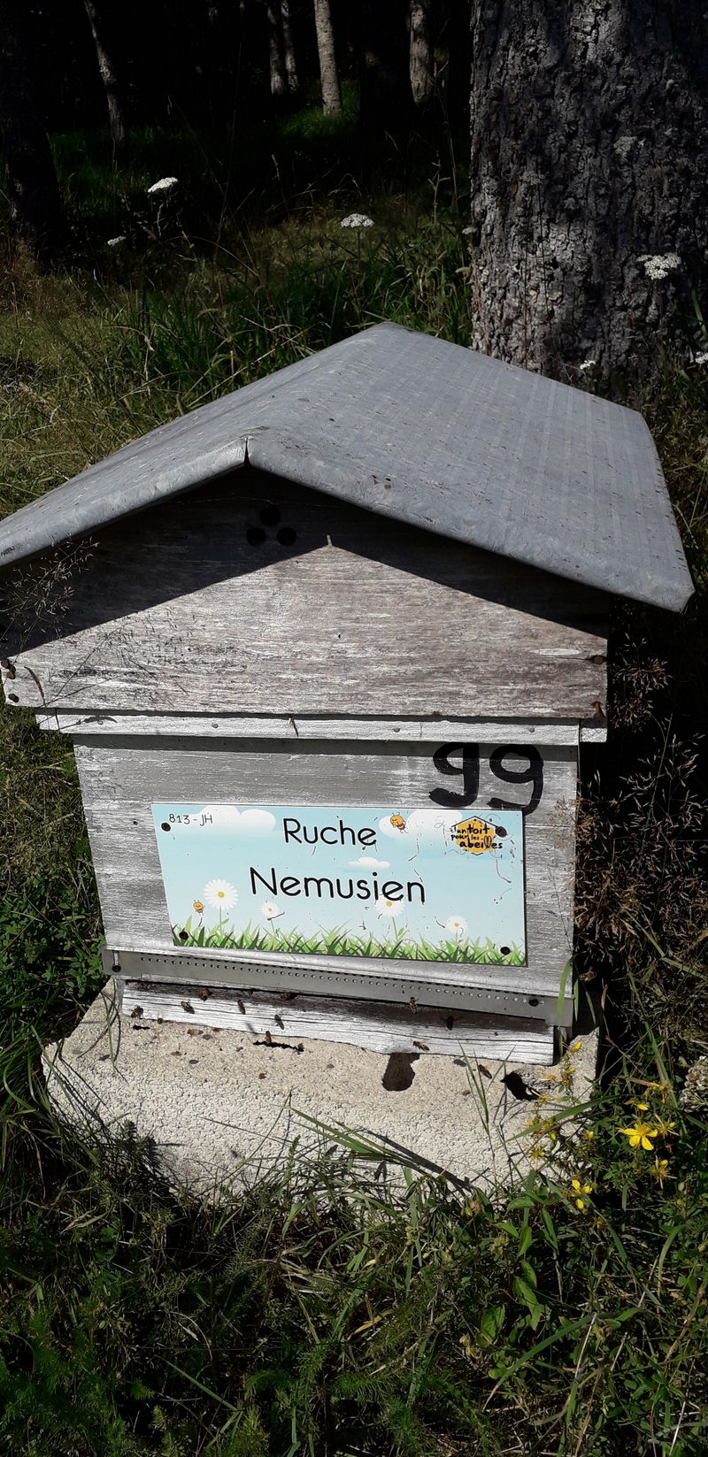La ruche Nemusien