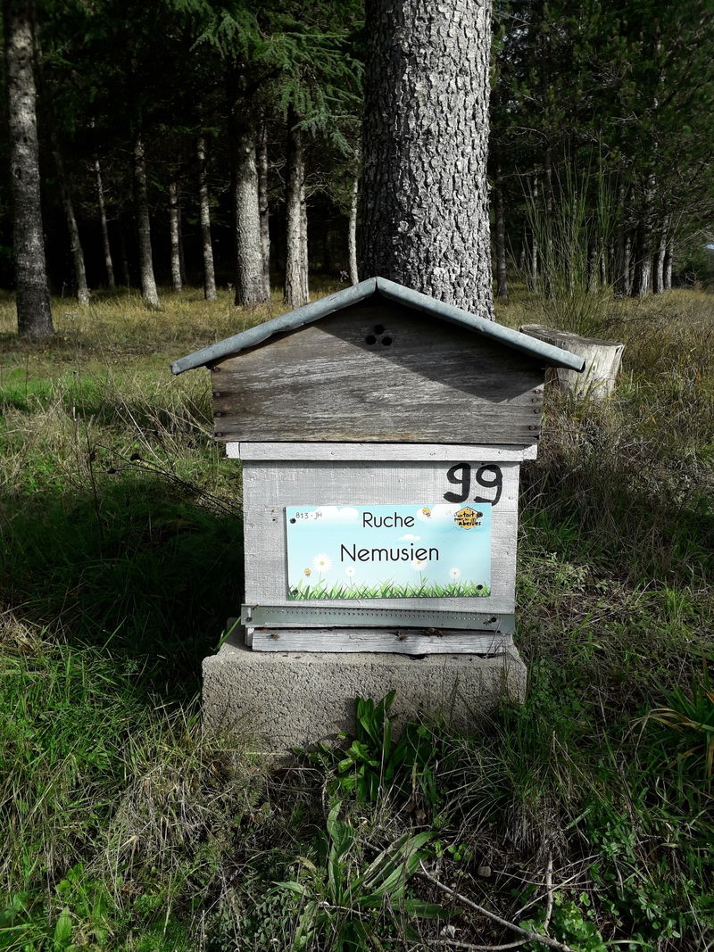 La ruche Nemusien