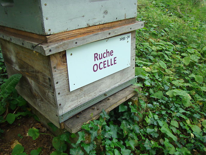 La ruche Ocelle