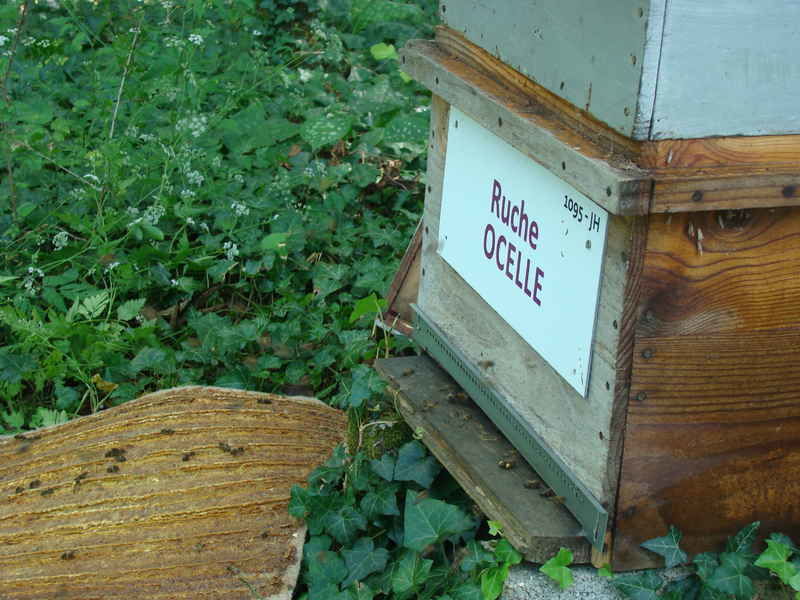 La ruche Ocelle