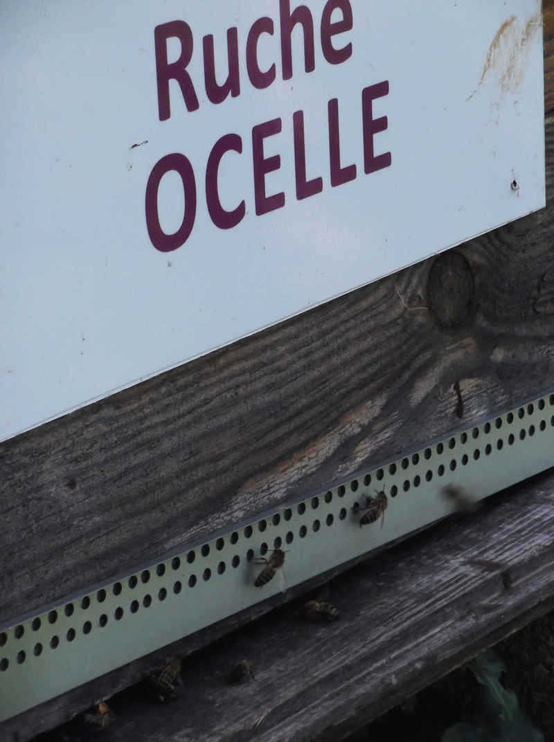 La ruche Ocelle