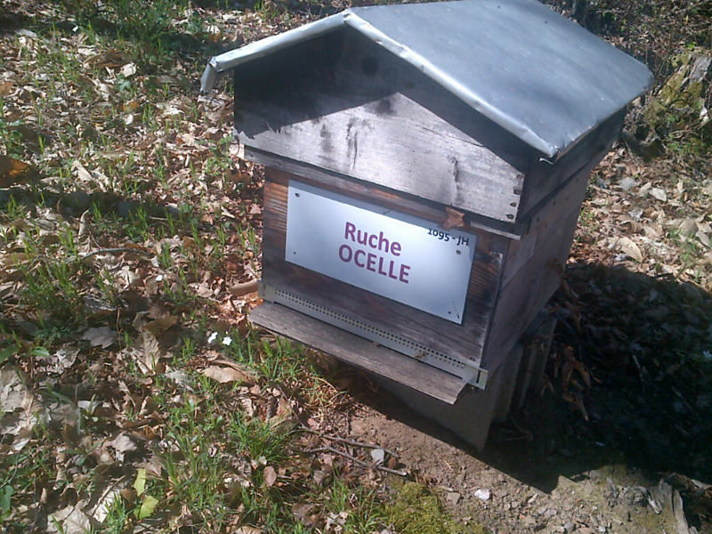 La ruche Ocelle