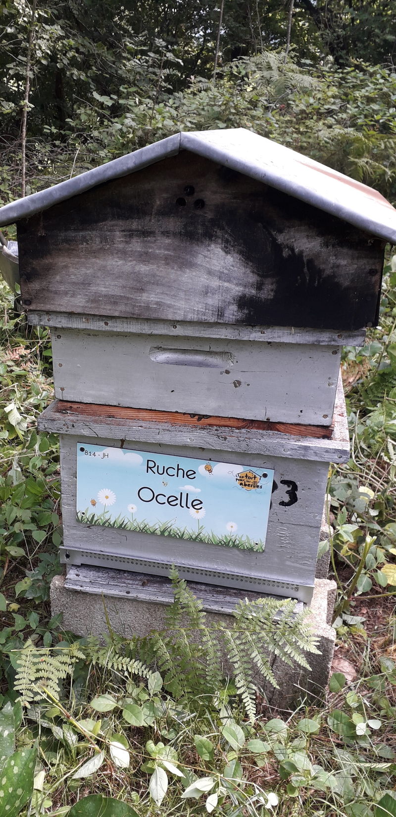 La ruche Ocelle